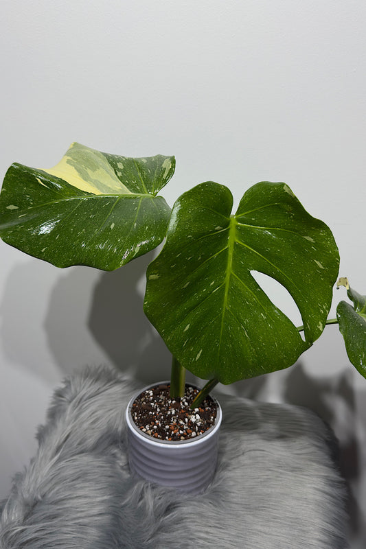 Monstera Thai Constellation 7 - www.augi-plants.lv