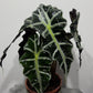 Alocasia Polly - www.augi-plants.lv