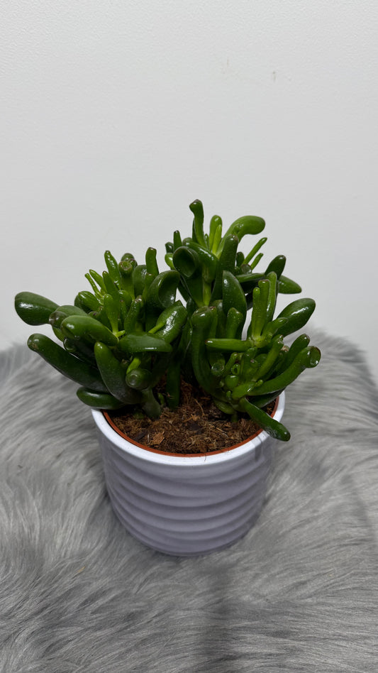 Crassula 3