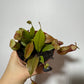 Mušķērājs Nepenthes 'Gaya' - www.augi-plants.lv