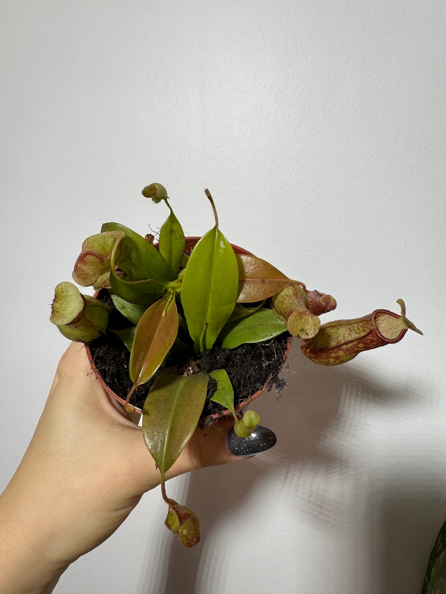 Mušķērājs Nepenthes 'Gaya' - www.augi-plants.lv