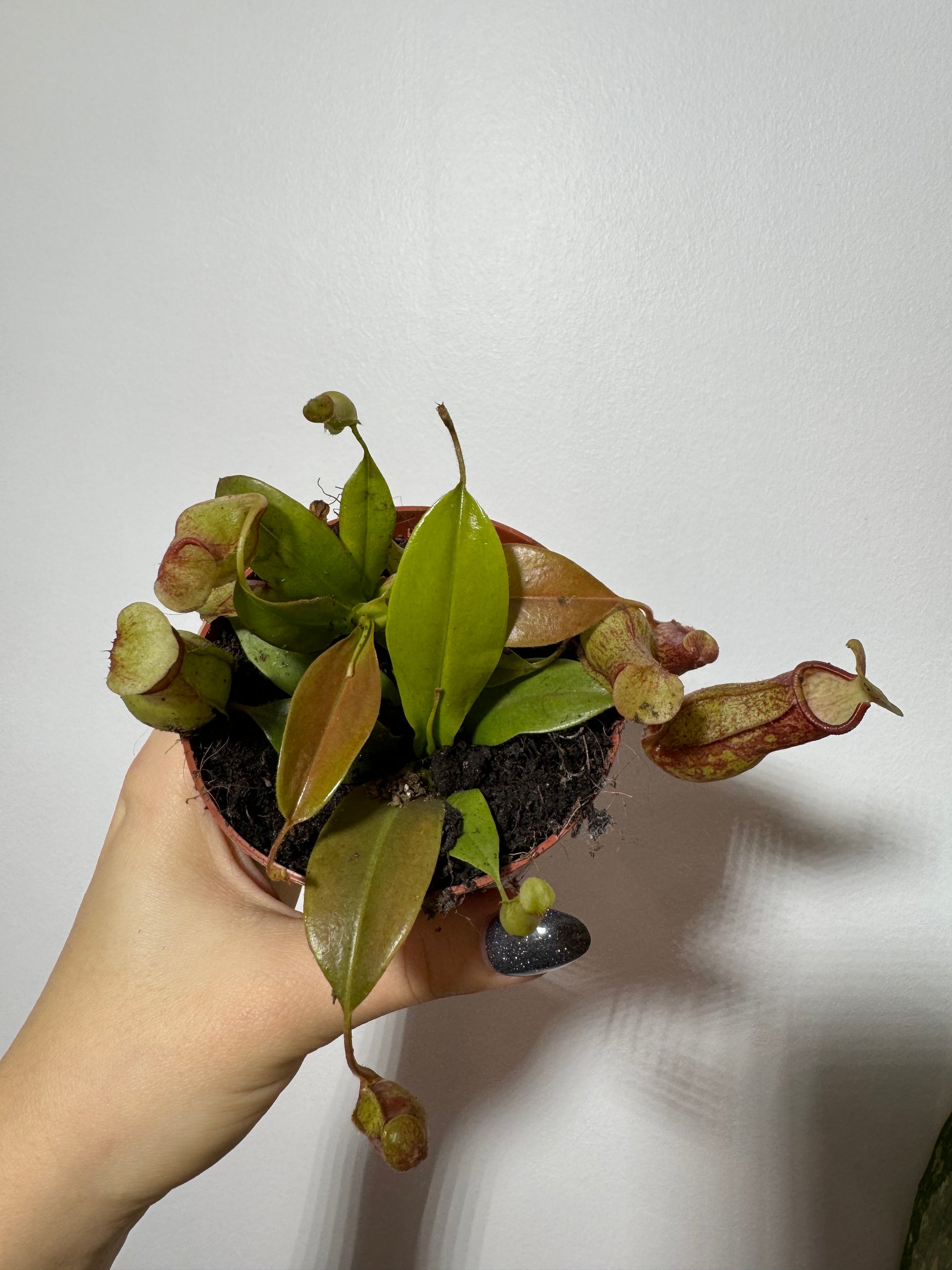 Mušķērājs Nepenthes 'Gaya' - www.augi-plants.lv