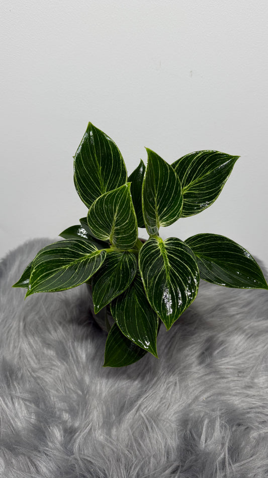 Philodendron Birkin