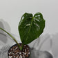 Monstera Thai Constellation 5 - www.augi-plants.lv