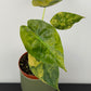 Alocasia Wentii Aurea