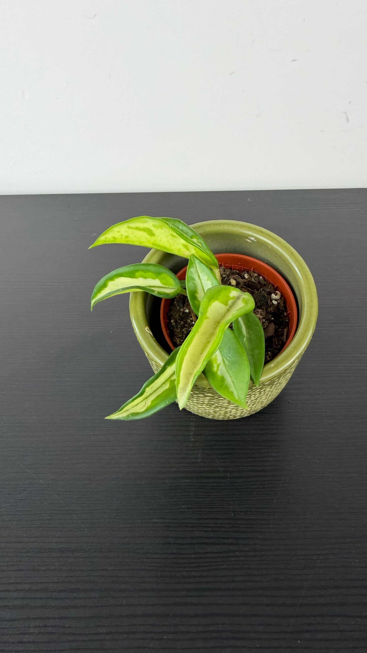 Hoya Mix
