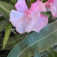 Oleander