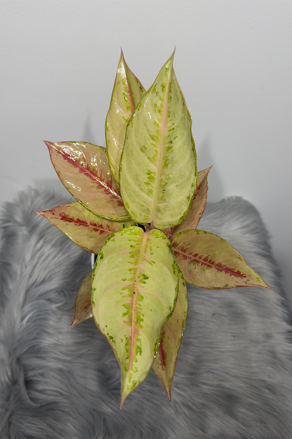 Aglaonema 14 - www.augi-plants.lv
