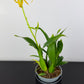 Prosthechea Octopussy