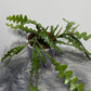 Epiphyllum Anguliger - www.augi-plants.lv