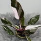 Philodendron Red Anderson - www.augi-plants.lv