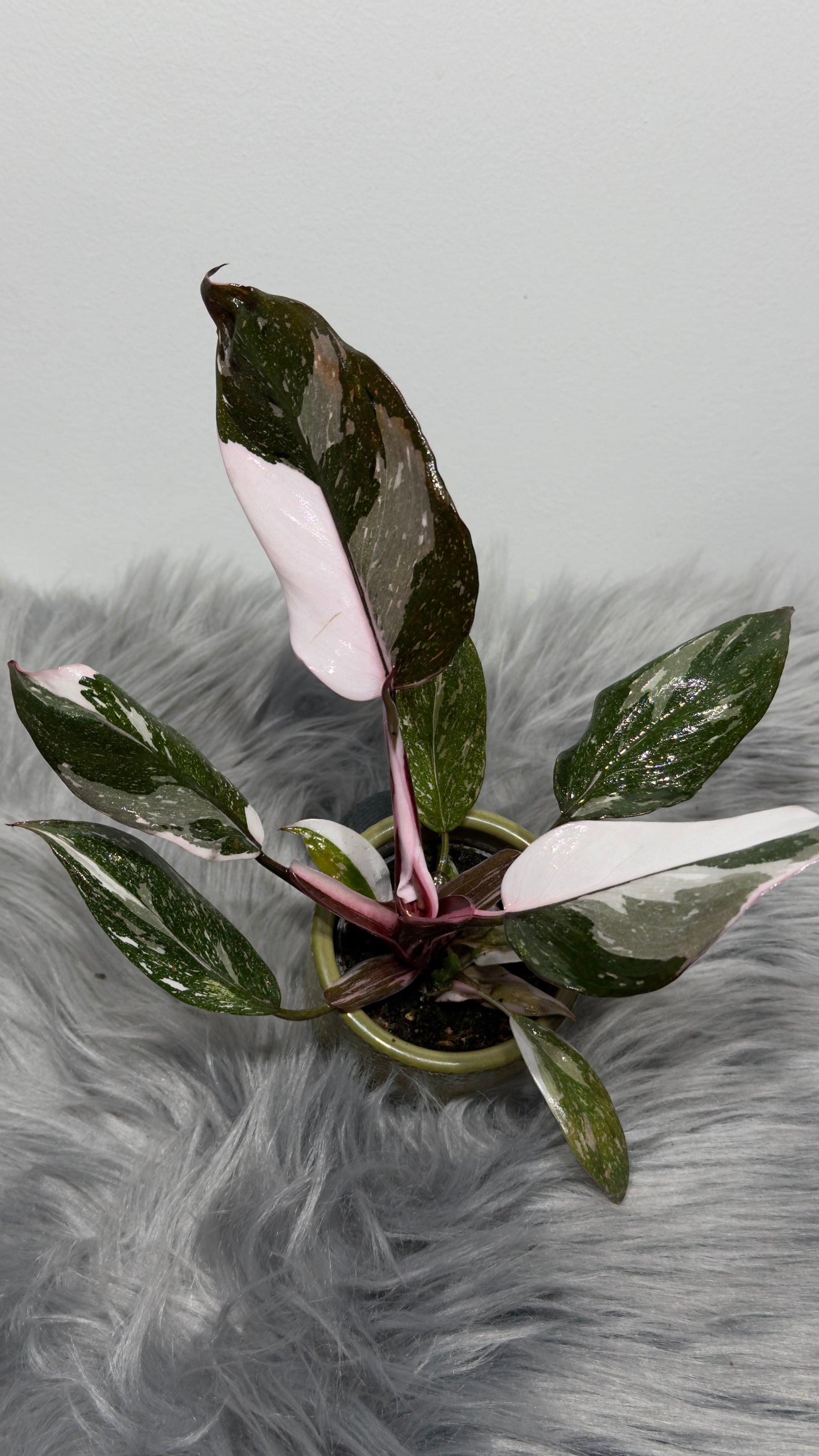 Philodendron Red Anderson - www.augi-plants.lv