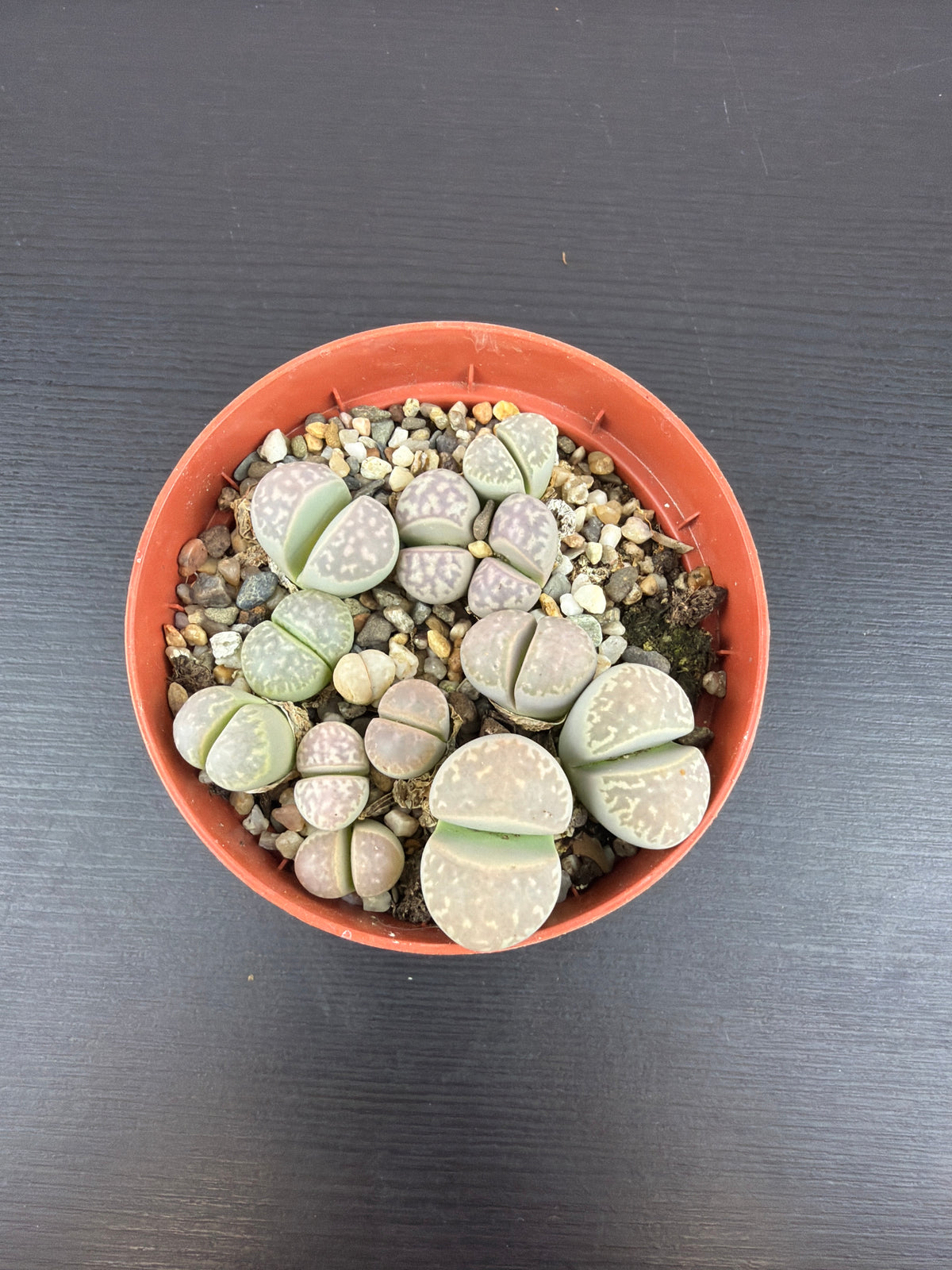 Lithops 4