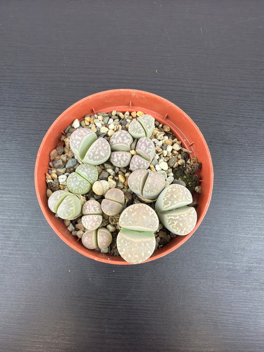Lithops 4
