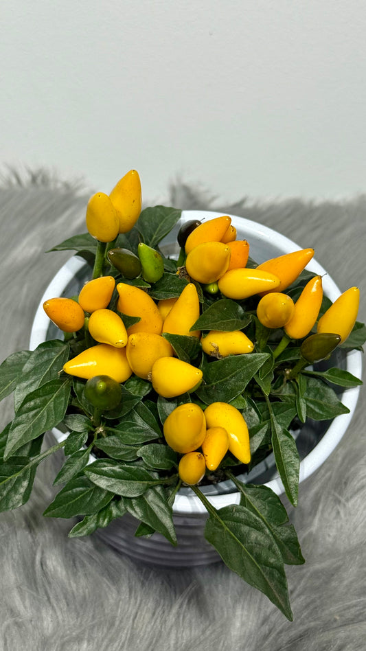 Capsicum Yellow