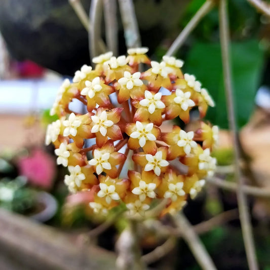 Hoya sp Aceh