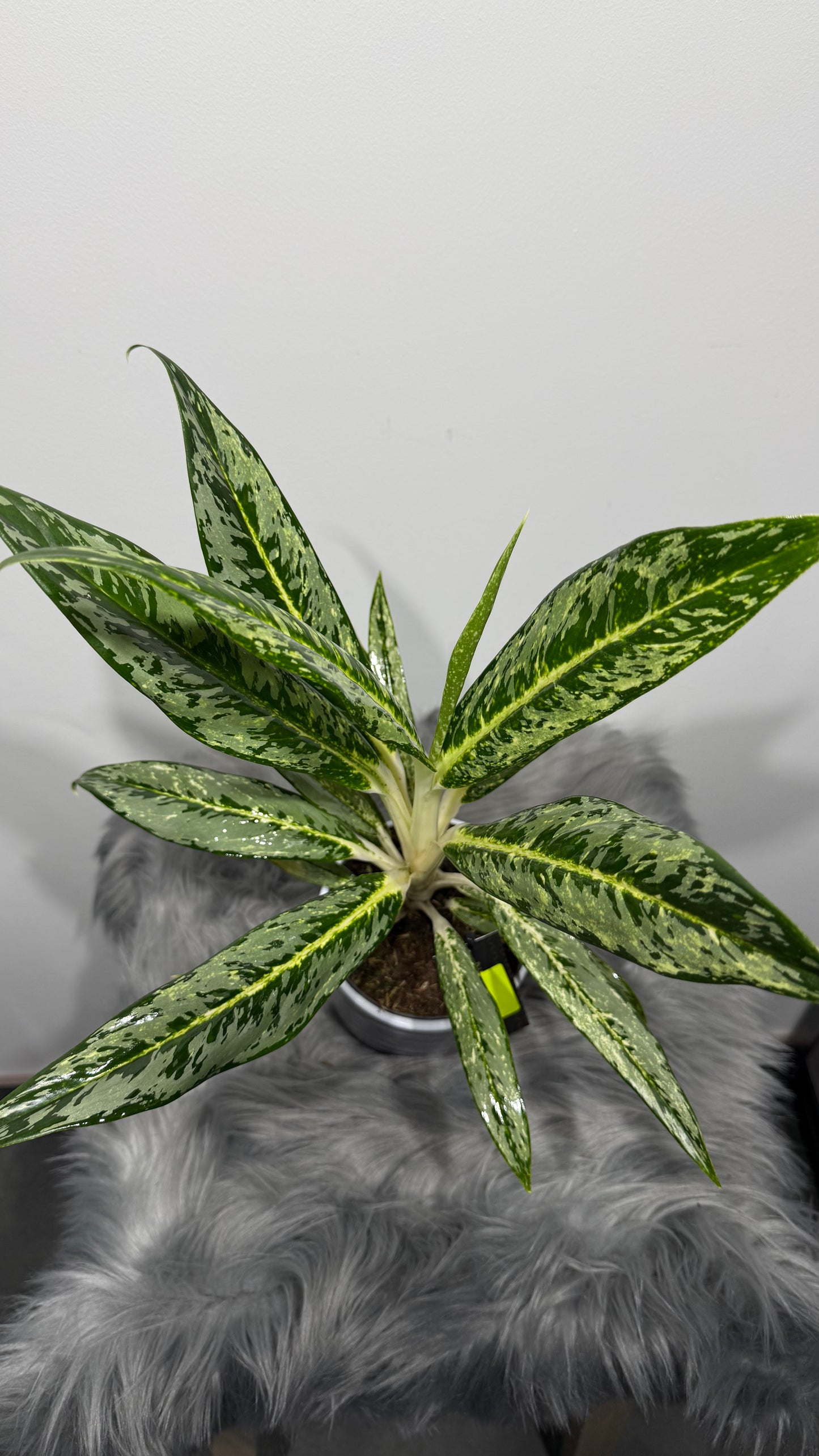 Aglaonema 1