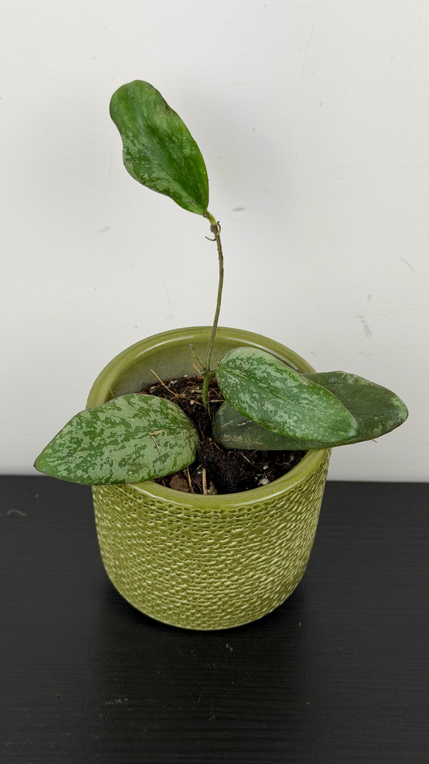 Hoya Sigillatis Silver