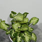 Syngonium Pixie