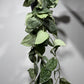 Scindapsus Pictus Silver Ann