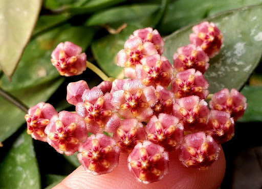 Hoya gracilis - www.augi-plants.lv