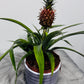 Ananas Amigo Red