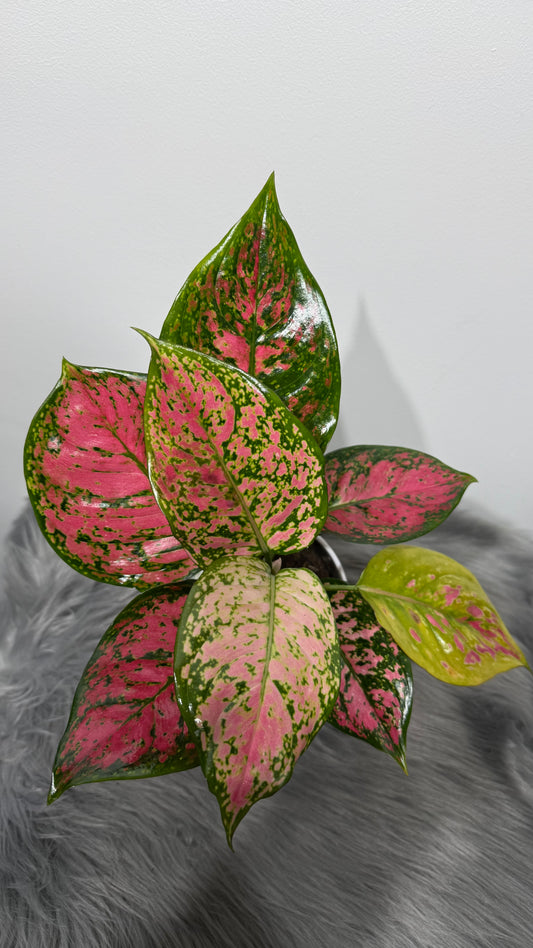 Aglaonema 16