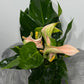 Anthurium Beige
