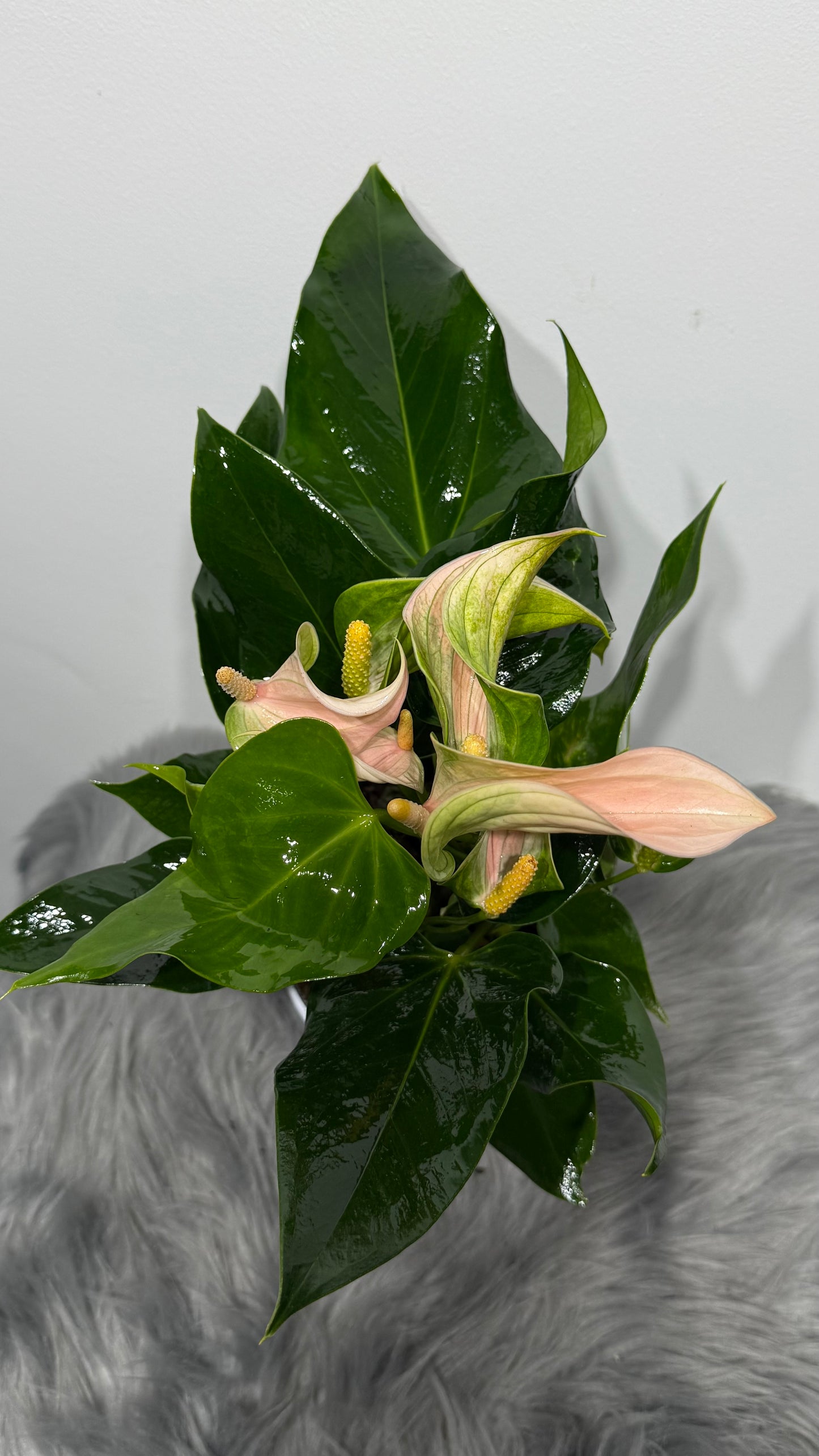 Anthurium Beige