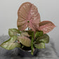 Syngonium Neon - www.augi-plants.lv