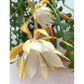 Epiphyllum Anguliger - www.augi-plants.lv