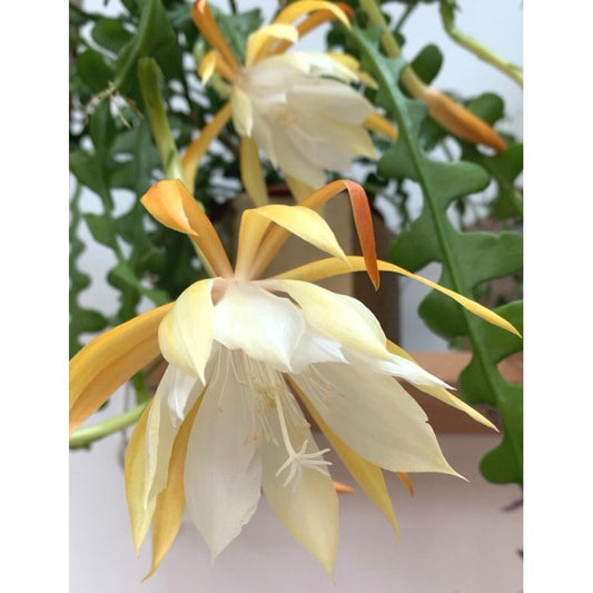 Epiphyllum Anguliger - www.augi-plants.lv