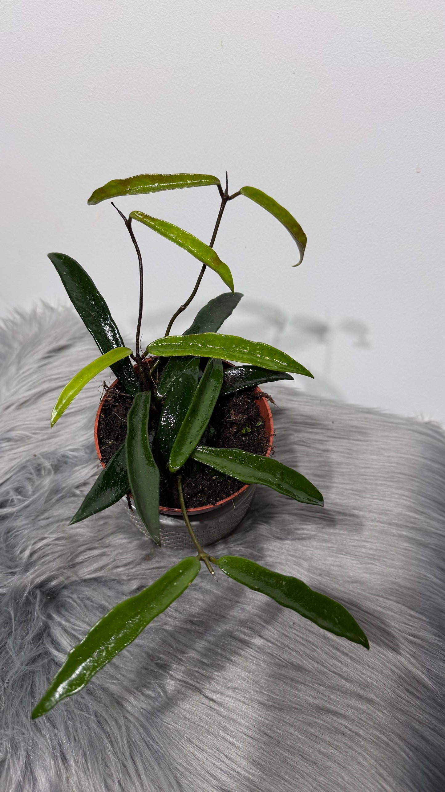 Hoya Minibelle