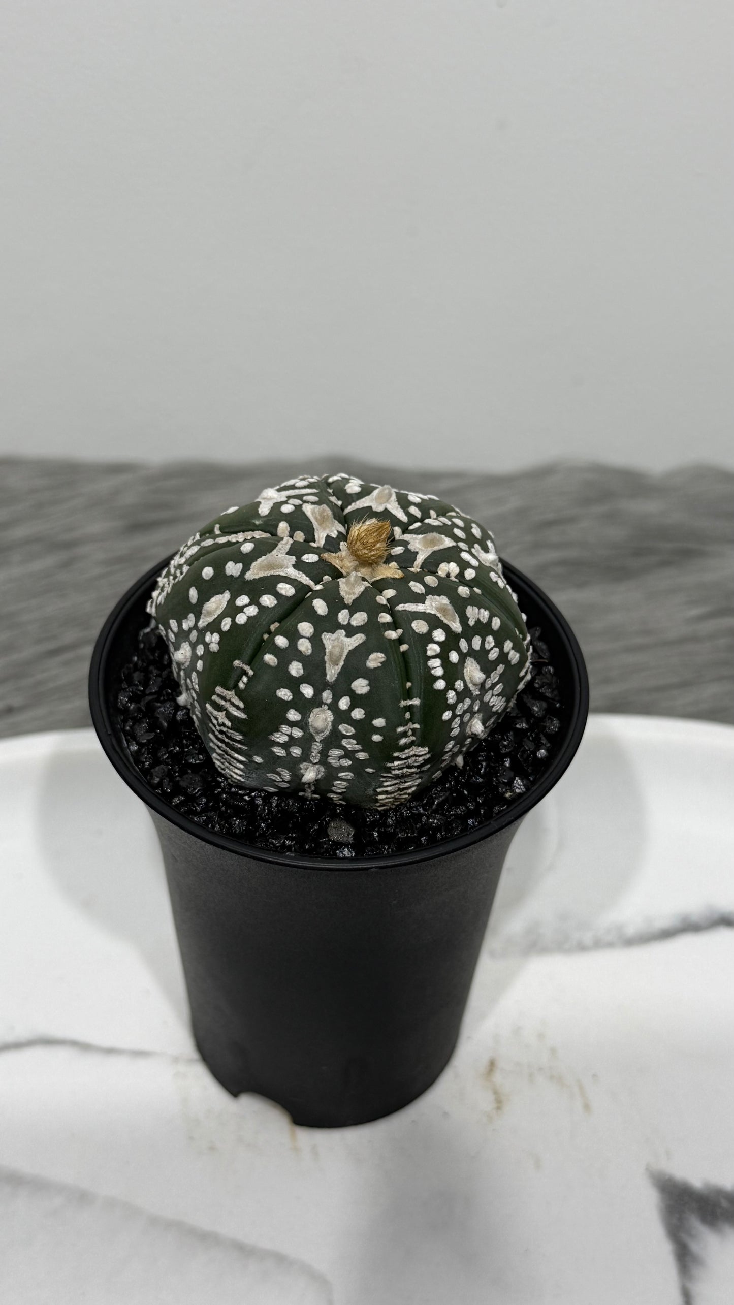 Astrophytum Asterias