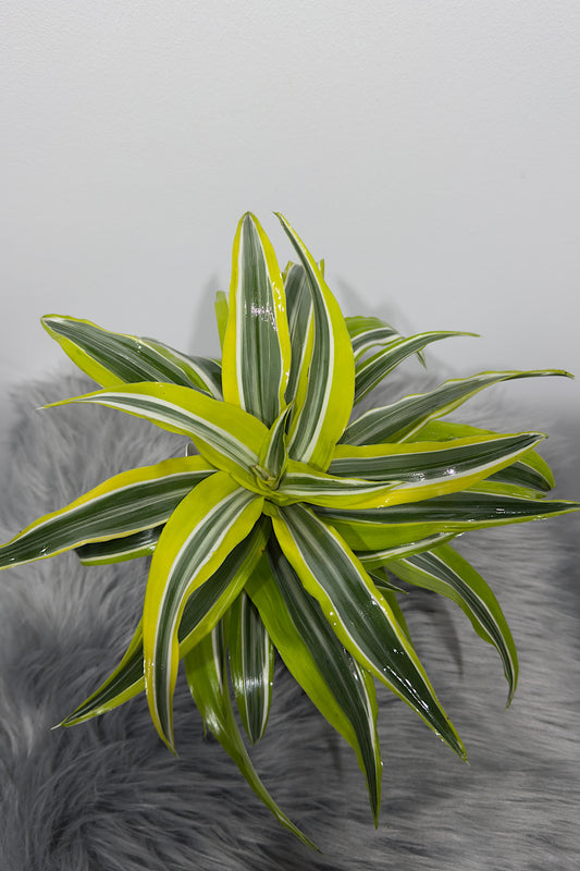 Dracaena 1 - www.augi-plants.lv
