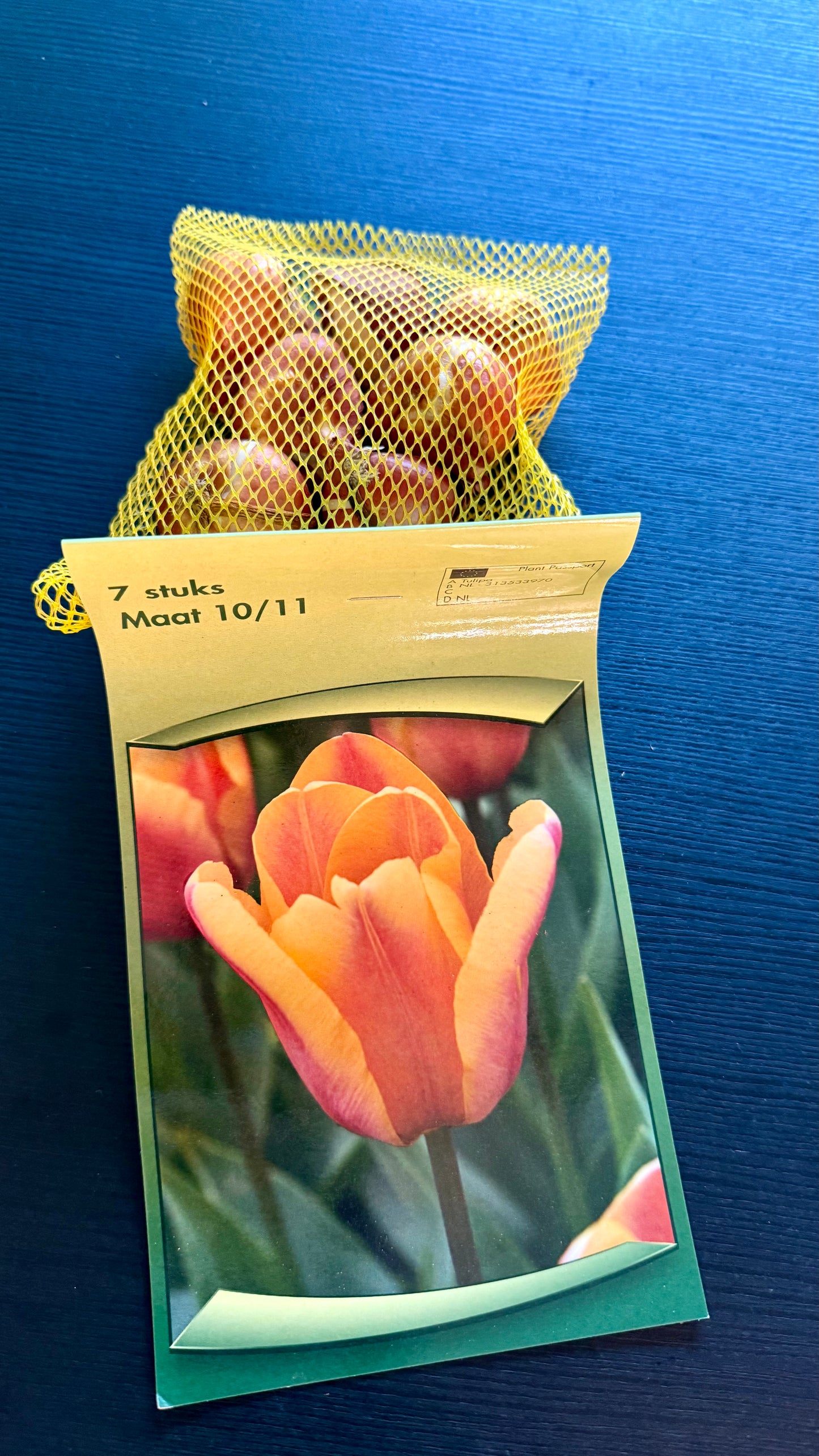 Tulpes 2