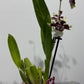 Orhideja Cambria 5