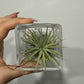 Tillandsia Air plant