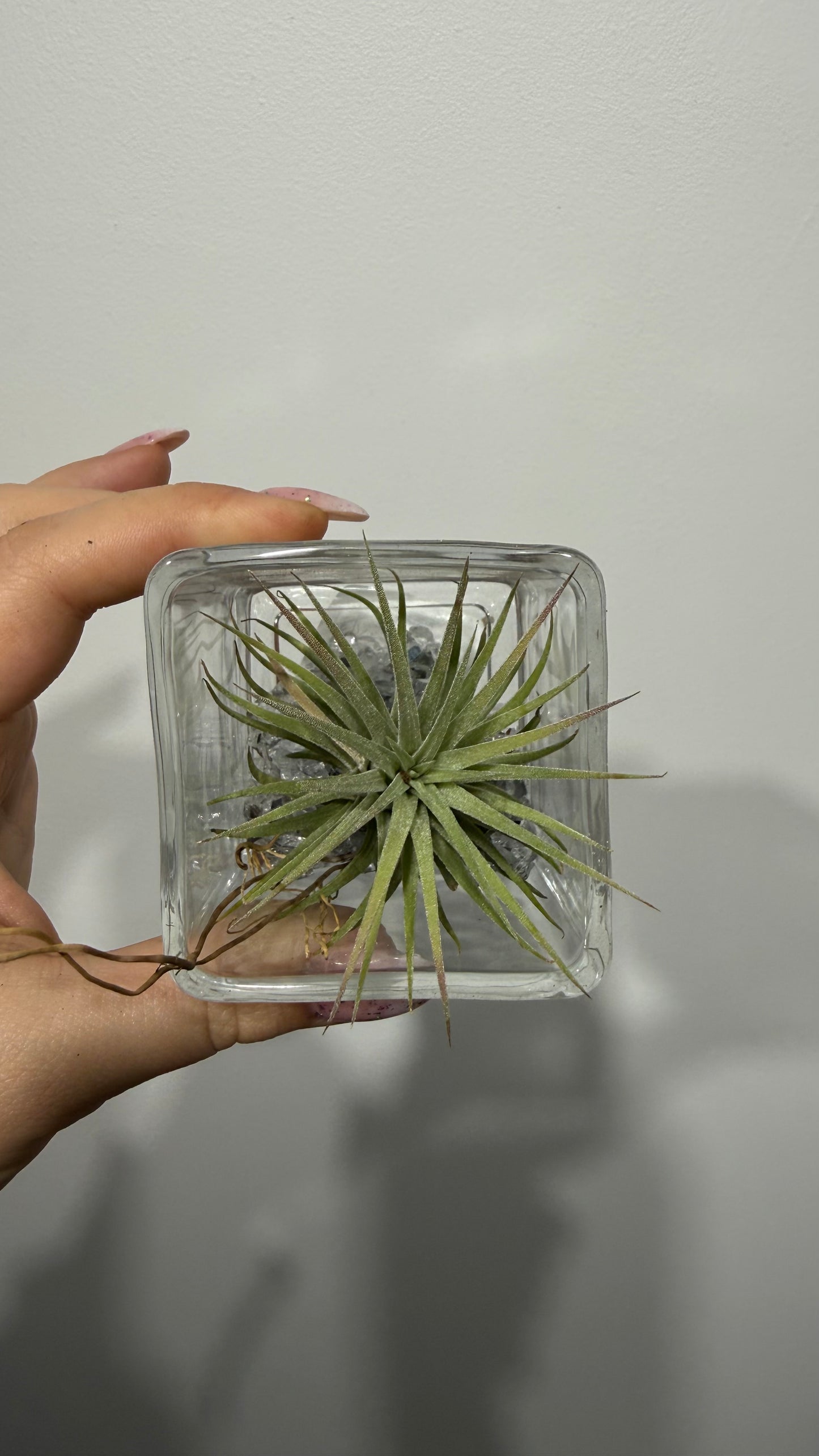 Tillandsia Air plant