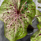 Caladium