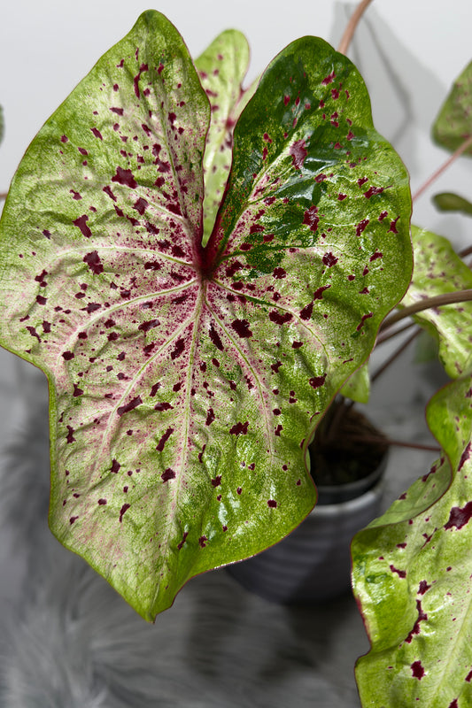 Caladium