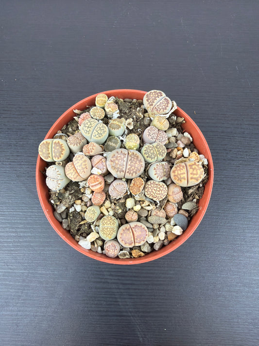 Lithops 2