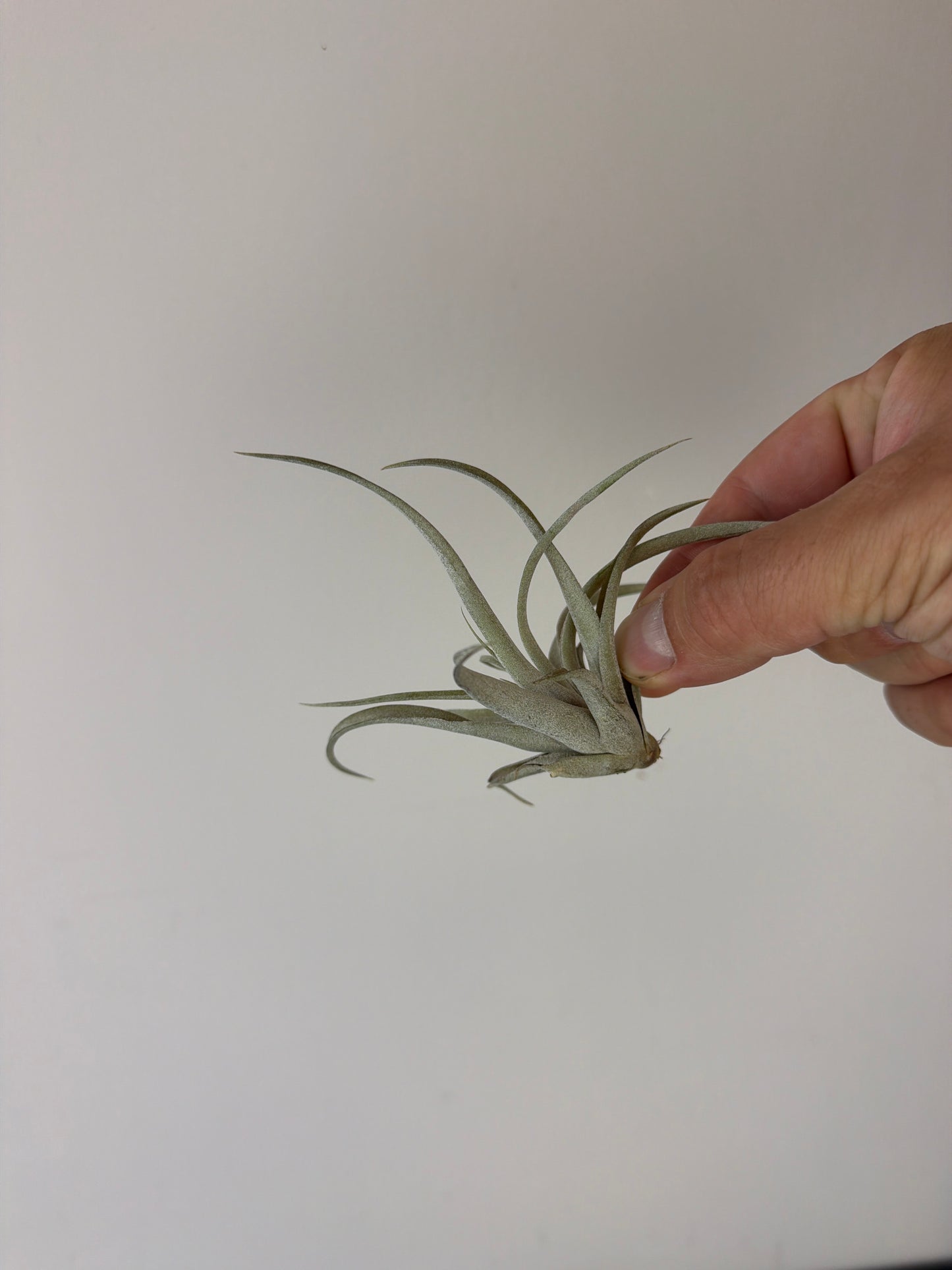 Tillandsia Air plant 17