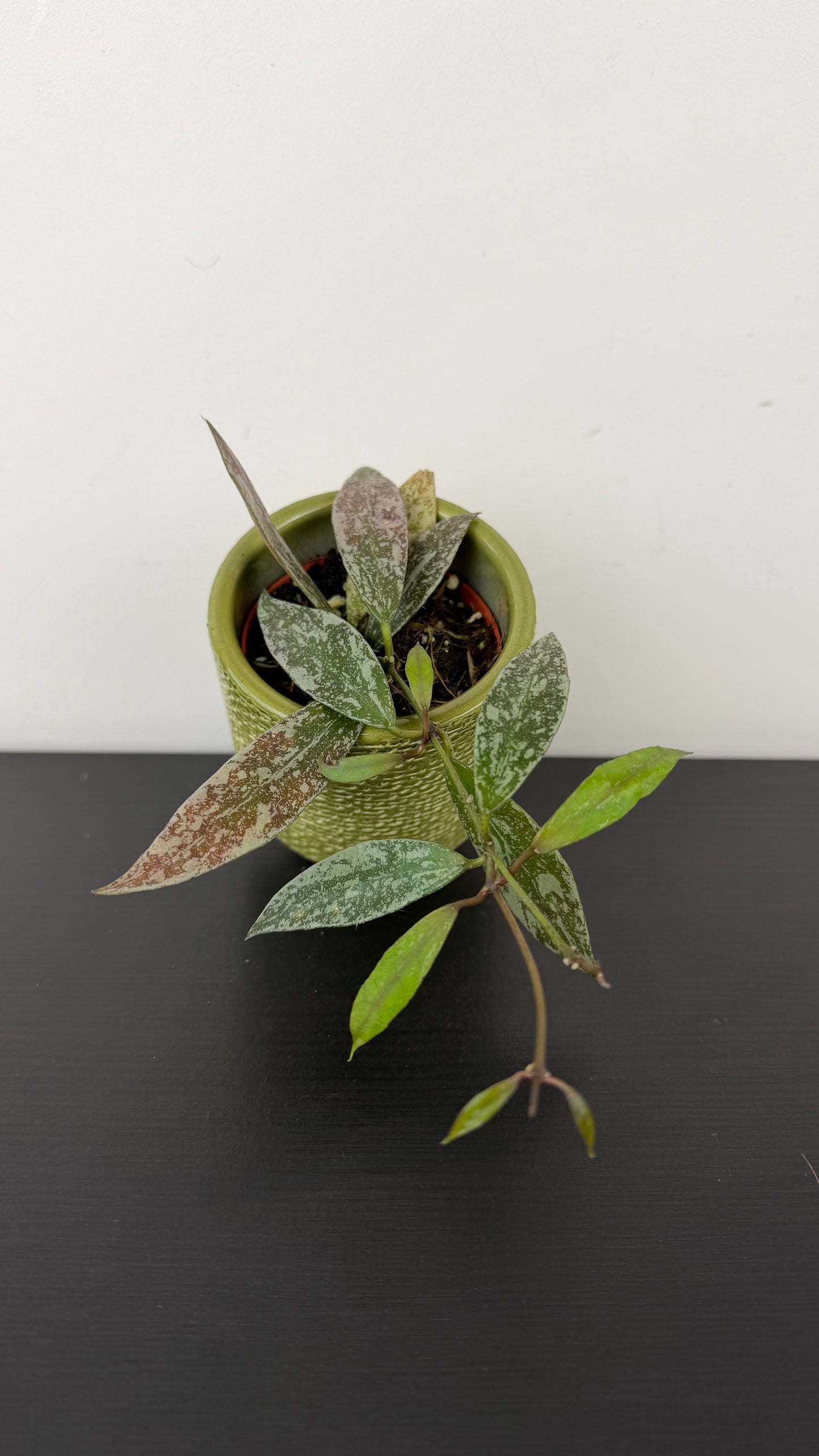 Hoya lacunosa sp Laos