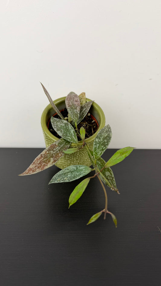 Hoya lacunosa sp Laos