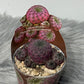 Solcorebutia Rauschii violacidermis