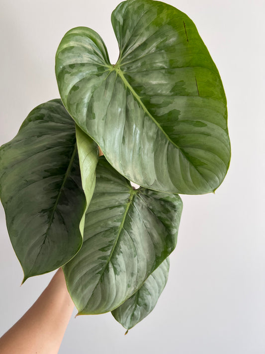 Philodendron sodiroi - www.augi-plants.lv