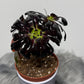 Aeonium Arboreum