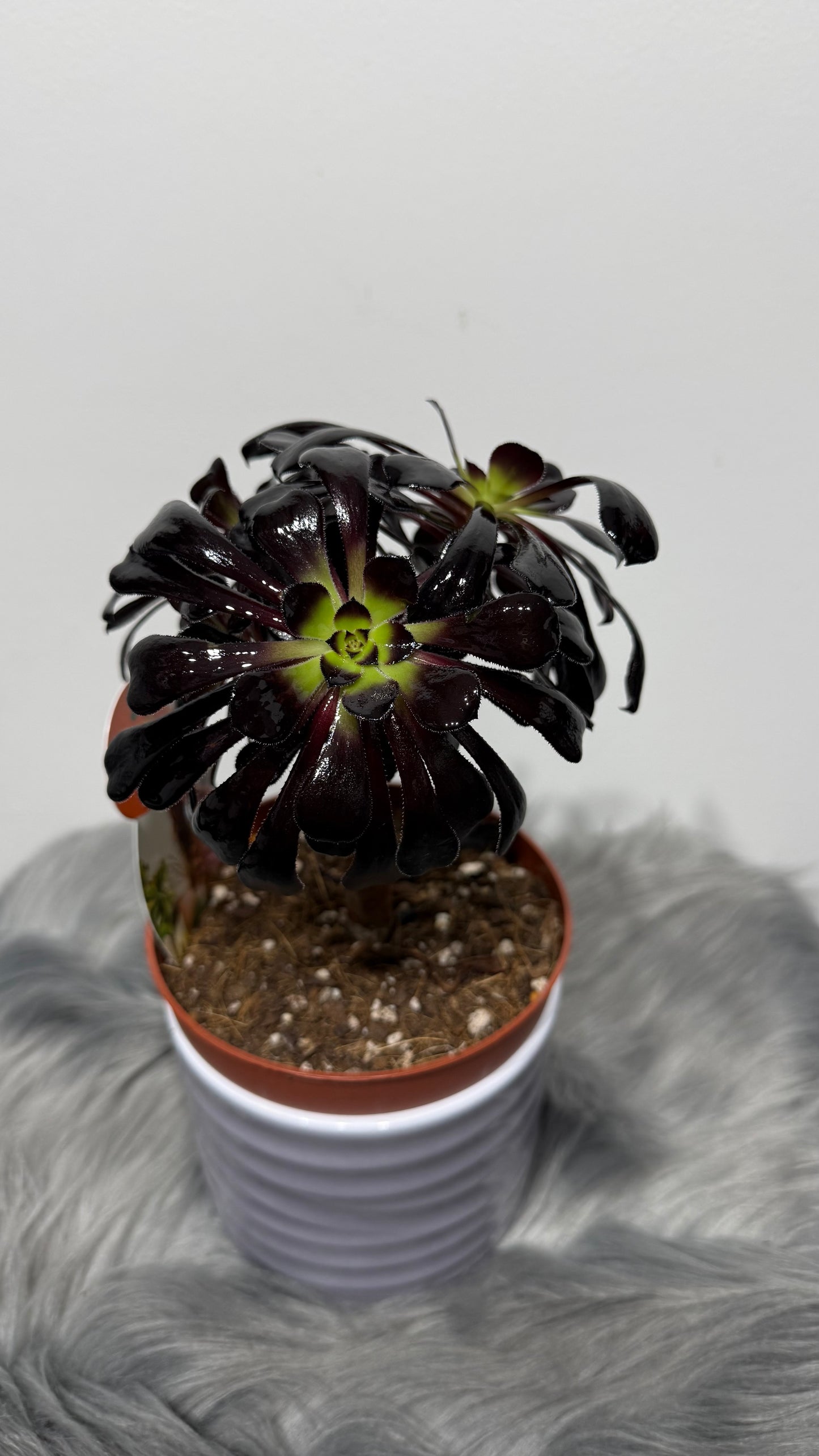 Aeonium Arboreum