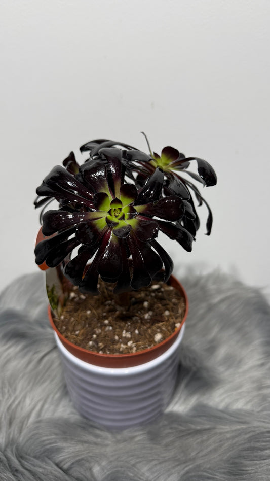 Aeonium Arboreum